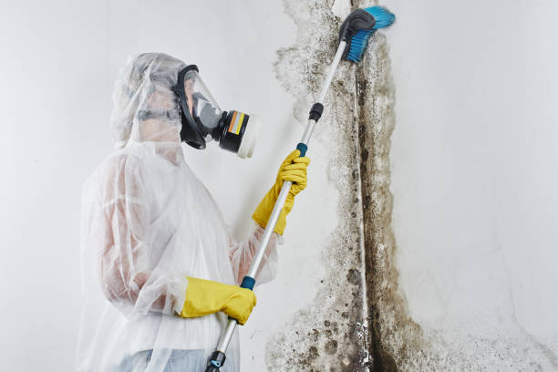 Best Toxic Mold Removal  in Bellport, NY