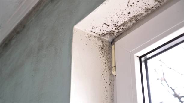 Mold Testing and Removal in Bellport, NY