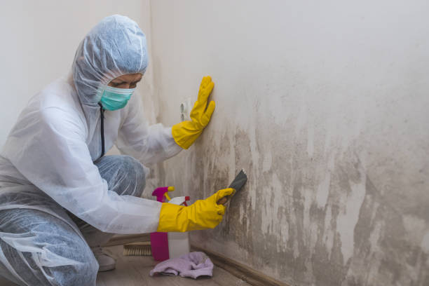 Best Black Mold Removal  in Bellport, NY